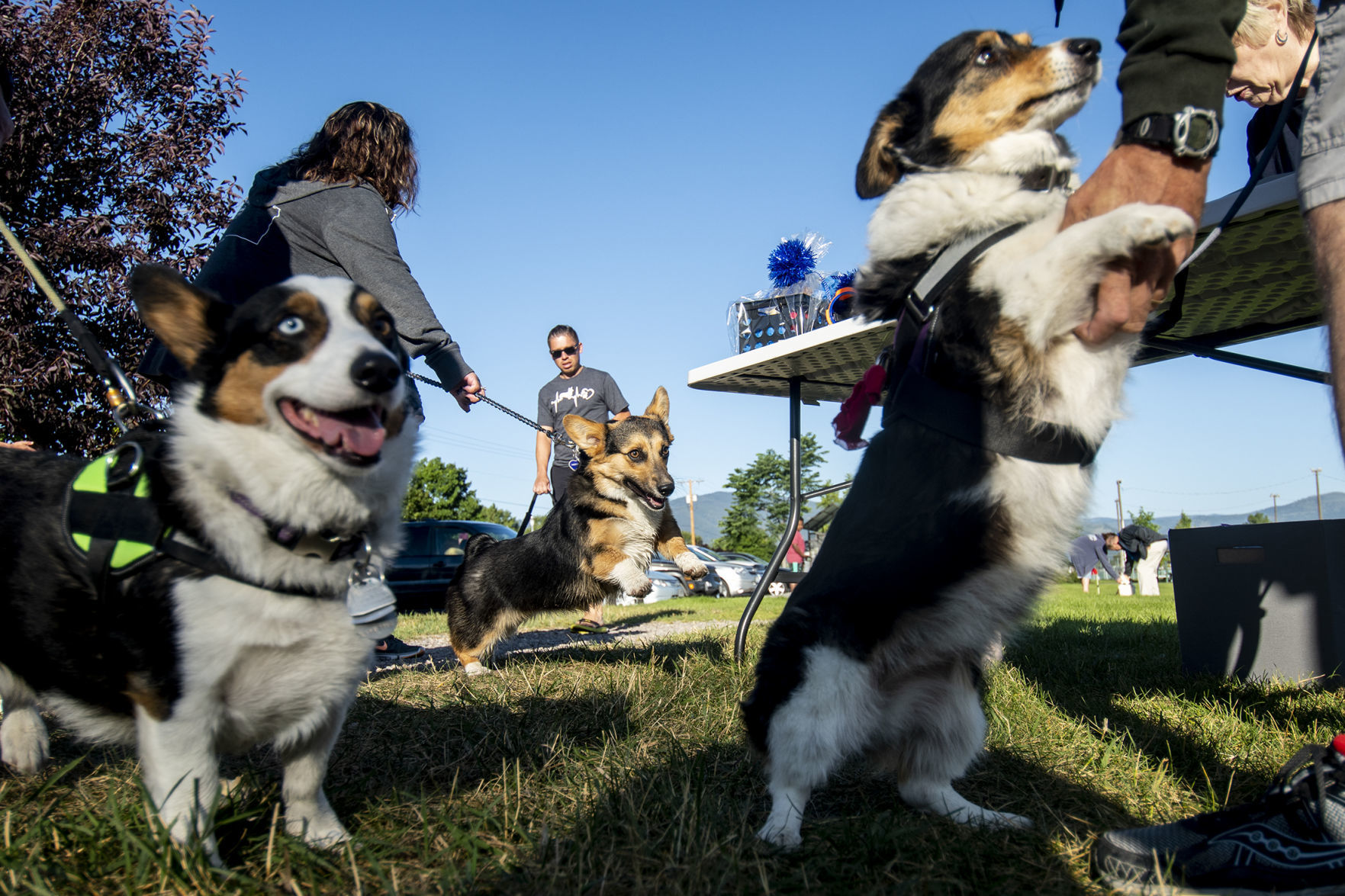 Corgis Jake Montana, left, and Molly